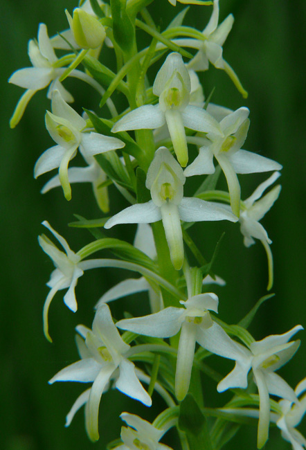 Platanthera chlorantha & Platanthera  bifolia